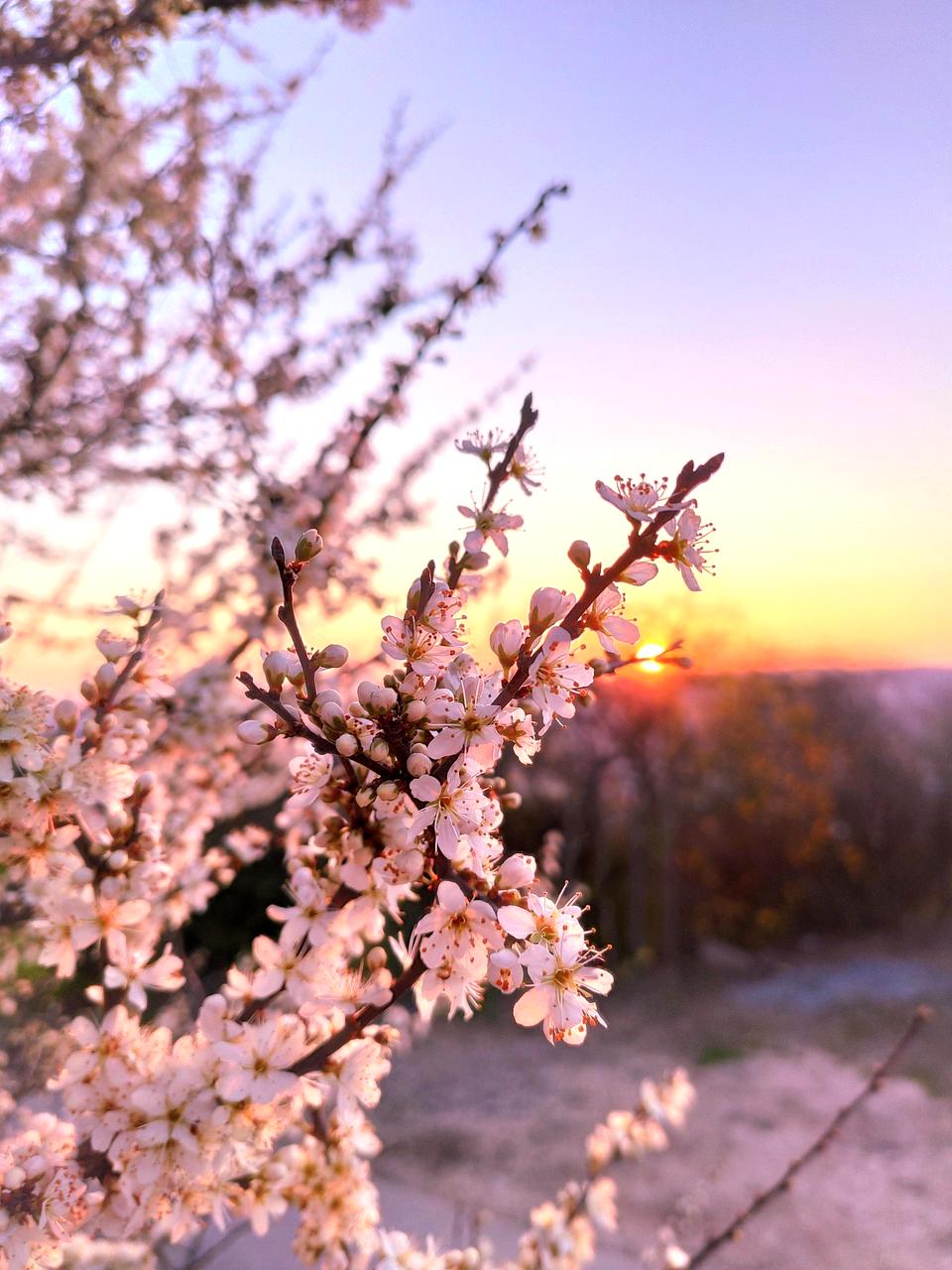 Cherry blossoms in Kyoto with traditional temple